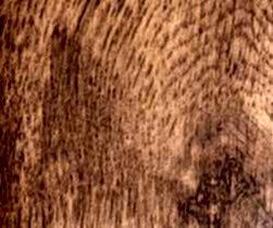 Golden-oak-1